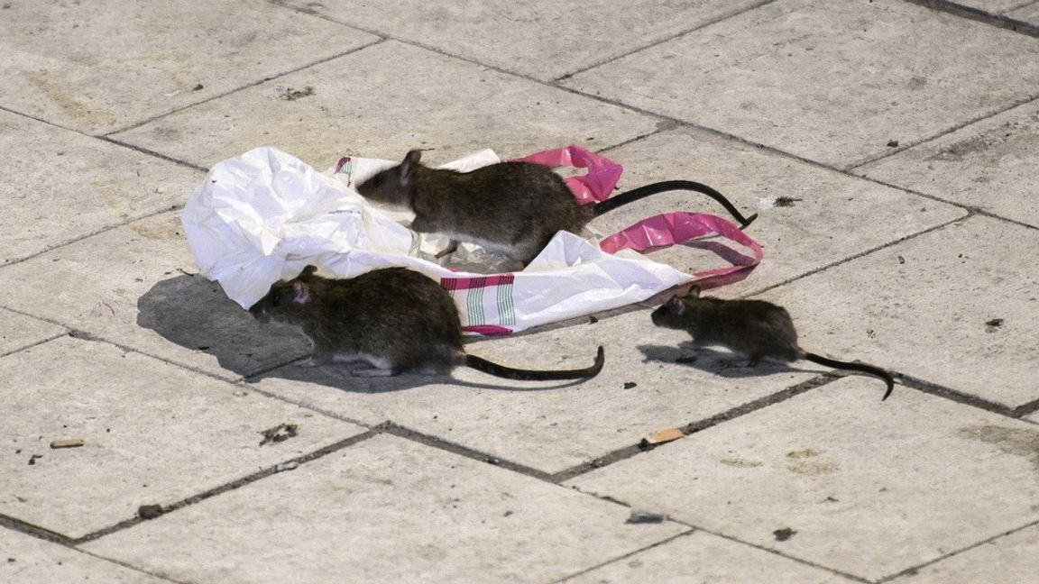 Råttor på Sergels torg i Stockholm. Arkivbild. Foto: JOHAN NILSSON/TT