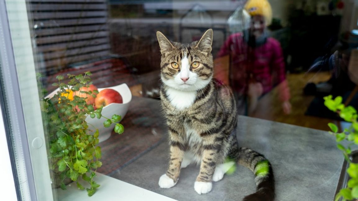 Katten ska inte bara registreras, den ska även vara märkt efter årsskiftet. Foto: Gorm Kallestad//TT