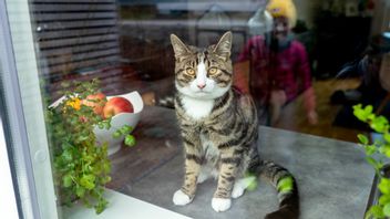 Katten ska inte bara registreras, den ska även vara märkt efter årsskiftet. Foto: Gorm Kallestad//TT