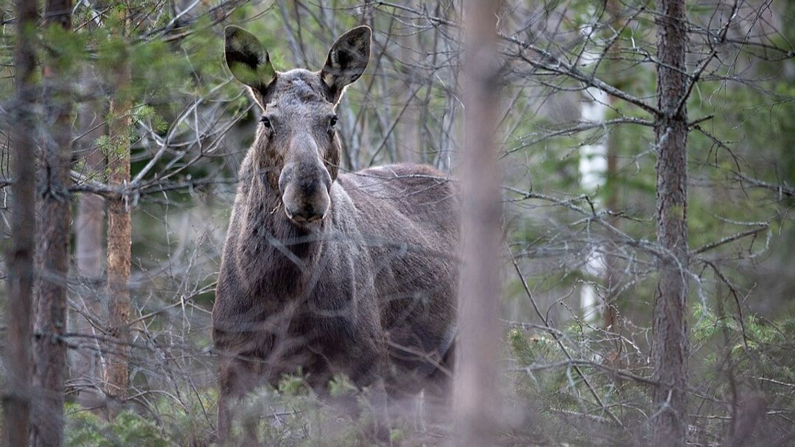 Genrebild. Foto: Bengt-Erice/CC BY-SA 4.0 (Wikimedia Commons)