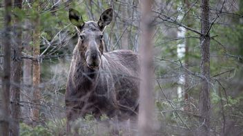 Genrebild. Foto: Bengt-Erice/CC BY-SA 4.0 (Wikimedia Commons)