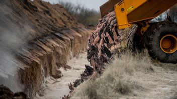 Cirka 15 miljoner minkar avlivades efter regeringsbeslut på grund av coronasmitta. Foto: Morten Stricker/AP/TT