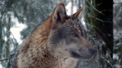 Fårbonden: ”En skräck varje morgon”