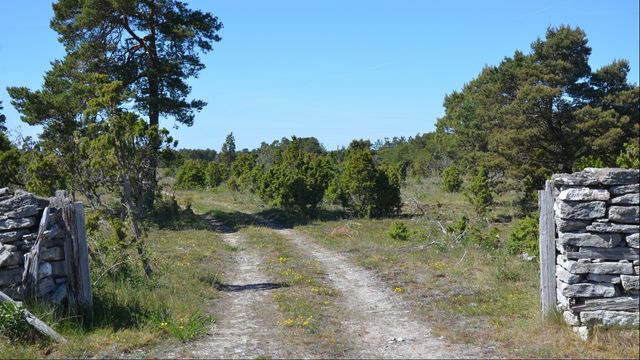 Det ursprungliga Natura 2000-området kring Bästeträsk på Gotland mer än fyrdubblades, vilket blev ett dråpslag för SMA Minerals, men även för Nordkalks närliggande kalkbrott. I Sverige finns drygt 4 000 olika Natura 2000-områden på en sammanlagd yta av mer än sju miljoner hektar. De är numera så många och stora att de hindrar viktiga satsningar inom industri och energi. Foto: Henrik Johansson, Länsstyrelsen i Gotlands län.