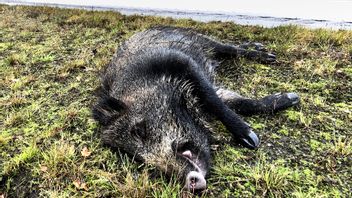 Hur sjukdomen har kommit till Sverige är okänt. Foto: ADAM IHSE / TT