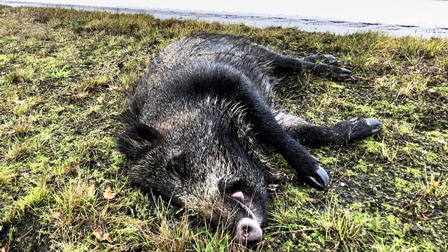 Hur sjukdomen har kommit till Sverige är okänt. Foto: ADAM IHSE / TT