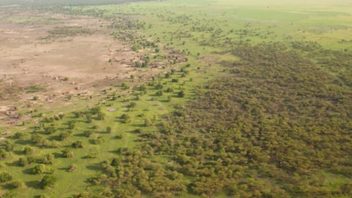 ”Den gröna muren” som ska stoppa Sahara-öknens utbredning. Bild: Foto di Agenzia Dire/CC BY-SA 4.0