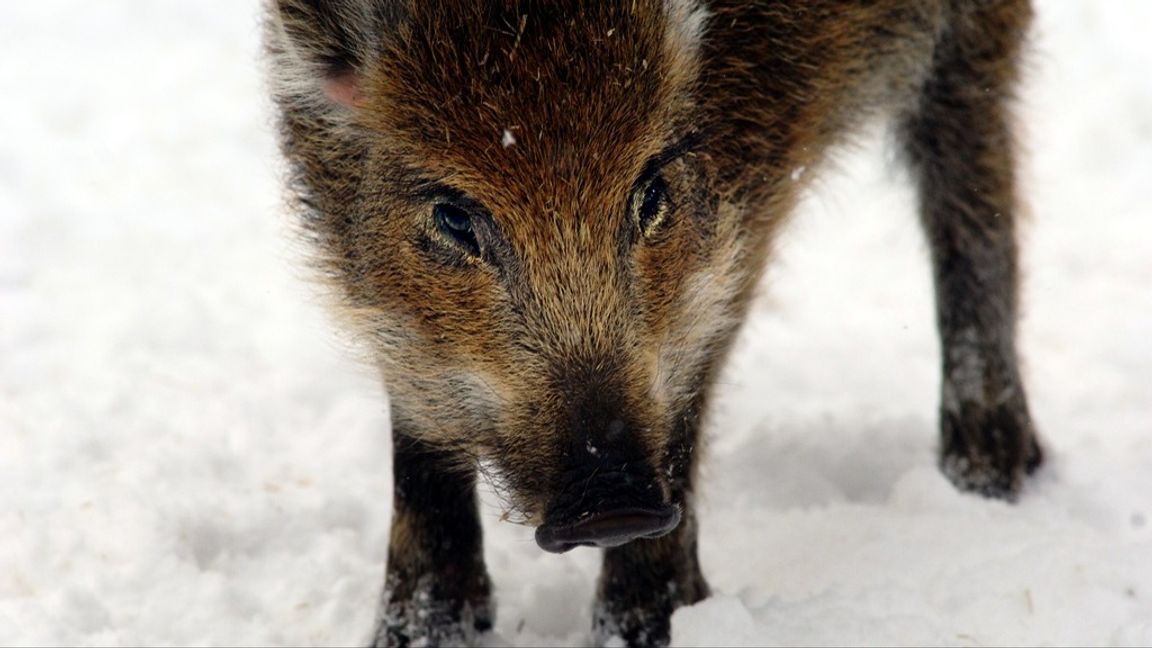 Vildsvin är en ovanlig - eller helt utrotad - syn i Danmark. Arkivbild. Foto: HASSE HOLMBERG/TT