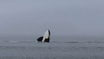 Soäckhuggare har siktats utanför Göteborg. Genrebild. Foto: Buiobuione ( CC BY-SA 4.0)