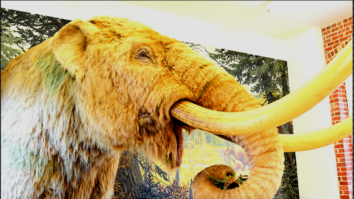 En modell av en ullhårig mammut på Staten Island Museum. Foto: Joe Mabel (CC BY-SA 4.0)