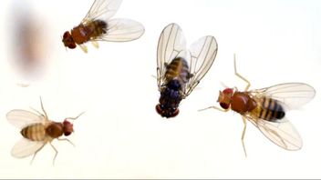 Jordbruksverkets nya djurskyddsregler skulle förbjuda utfodring med levande insekter och kräva större utrymmen för många husdjur. Foto: TT