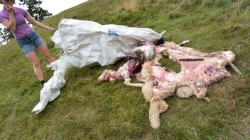 Får slagna av varg. Bilden är från en annan attack. Foto: Johan Nilsson / TT