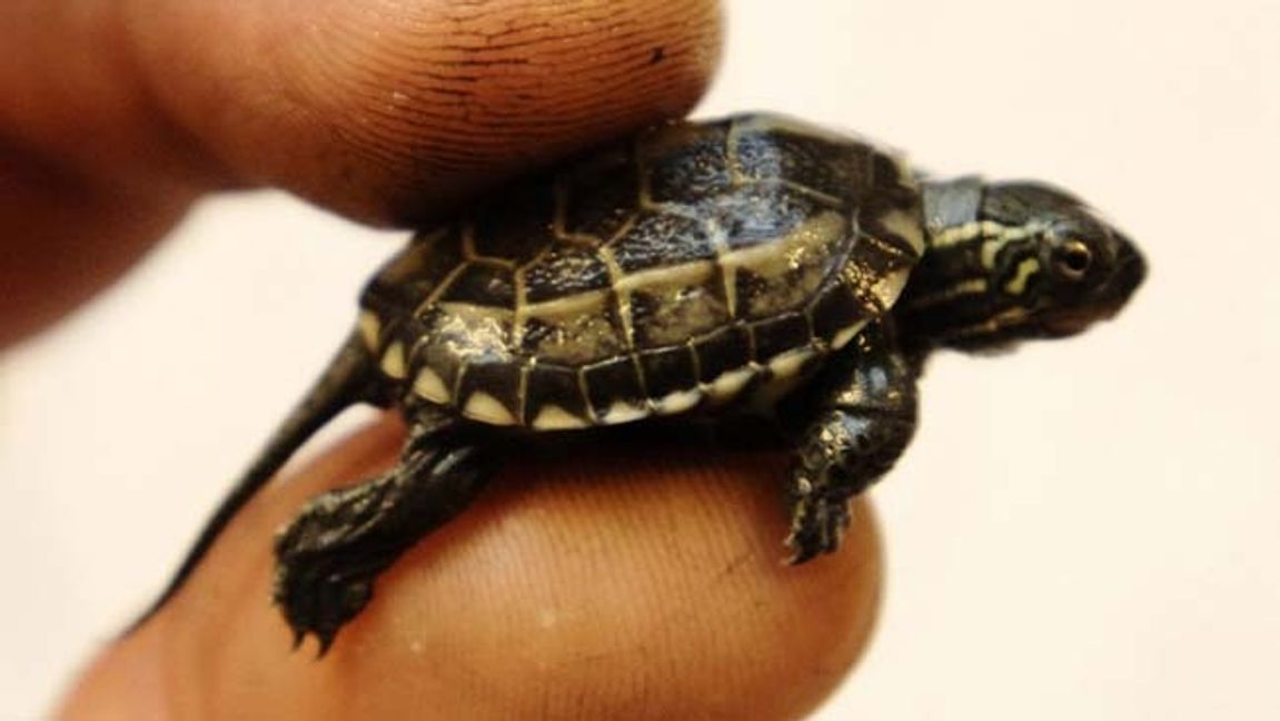 En fullvuxen gulbukig vattensköldpadd-hane blir mellan 13 och 23 centimeter lång, och en hona blir mellan 20 och 33 centimeter. Det här är en yngre sköldpadda av samma art. Foto: Marit Hommedal/TT
