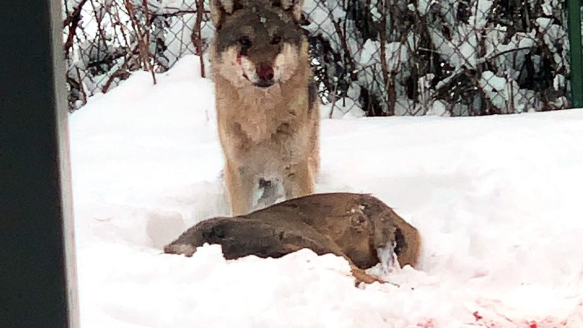 Ett par i Tierp fotograferade en varg som slagit ett rådjur och åt det i deras trädgård. Foto: Tobias Ågren/TT 