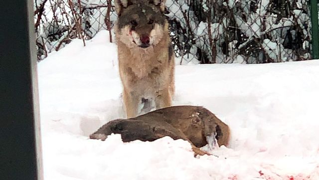 Ett par i Tierp fotograferade en varg som slagit ett rådjur och åt det i deras trädgård. Foto: Tobias Ågren/TT 