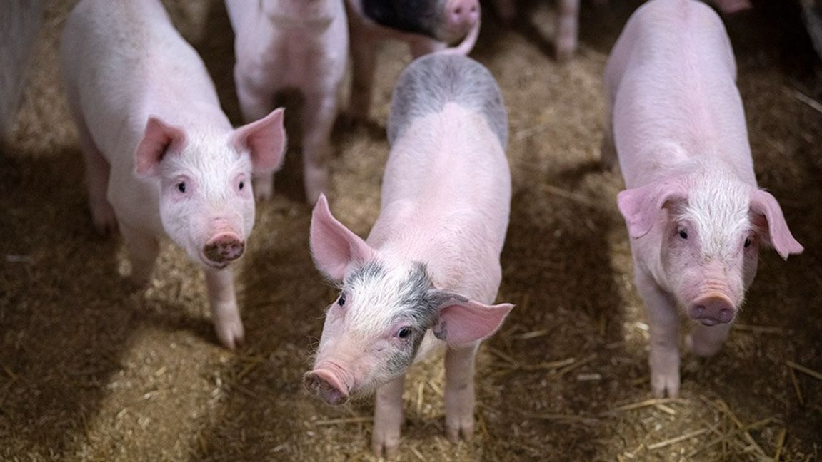 Arkivbild. Foto: Johan Nilsson/TT