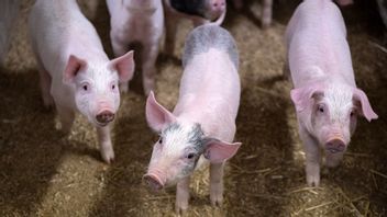 Arkivbild. Foto: Johan Nilsson/TT