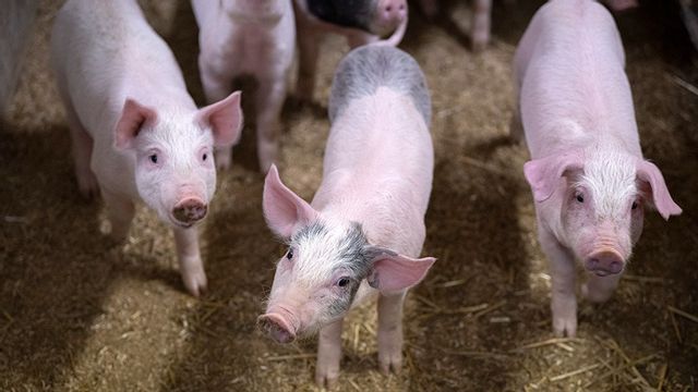 Arkivbild. Foto: Johan Nilsson/TT