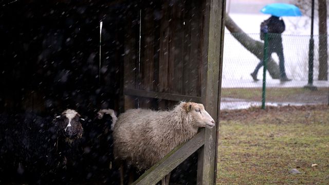 Genrebild på djur i en 4H-gård. Foto: Janerik Henriksson/TT