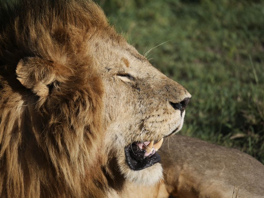 Inget lejon på rymmen enligt polisen. Arkivbild. Foto: Roland Johansson/TT