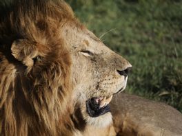 Inget lejon på rymmen enligt polisen. Arkivbild. Foto: Roland Johansson/TT