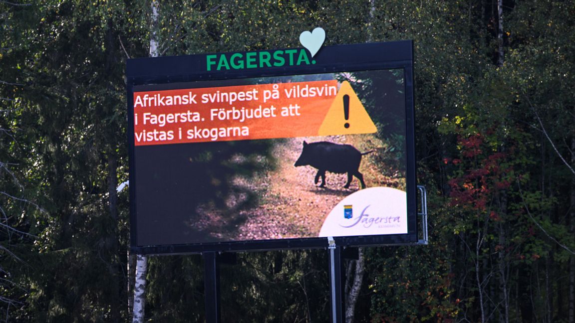 Fagersta kommun förbjöd förra hösten folk att visats i skogarna med anledning av utbrottet av afrikansk svinpest. Arkivbild. Foto: Pontus Lundahl/TT