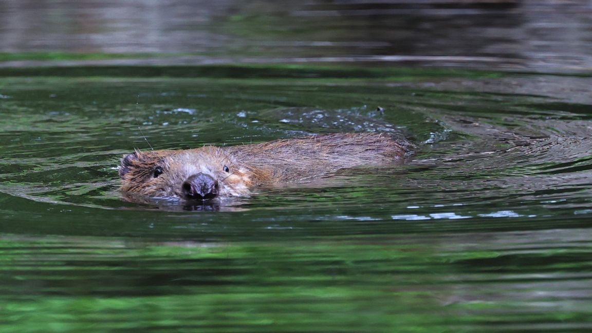 Bävrar har kommit att bli en förstärkande resurs i kriget mot Ryssland. Foto: Ørn E. Borgen