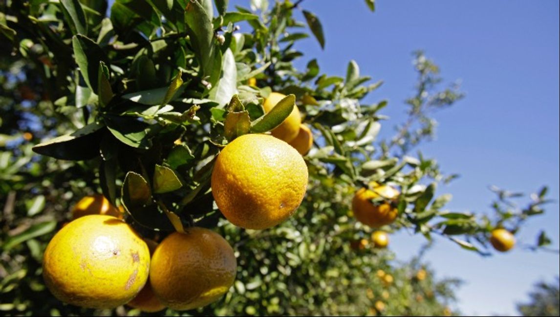 Solskenets Florida, där apelsinen blivit en symbol för den amerikanska delstaten, slogs ut från sin ledarposition på apelsinjuicemarknaden. Foto: TT/AP Photo/John Raoux