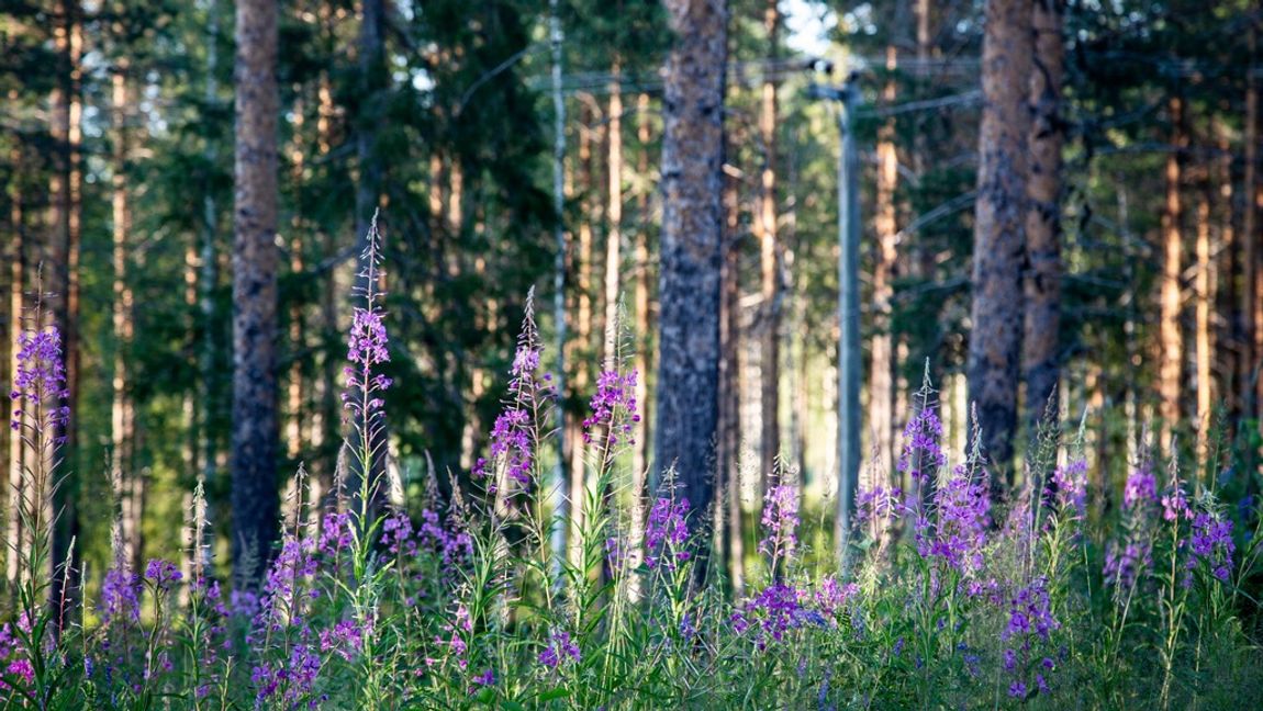 Det finns en orimlighet i att staten kan förstöra mycket stora värden för enskilda utan att tvingas kompensera. Foto: Helena Landstedt/TT