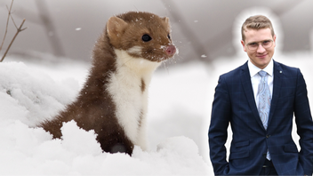 Gullig – tills den gnager sönder ditt hus. Foto: Bohuš Číčel, CC BY-SA 3.0, via Wikimedia Commons