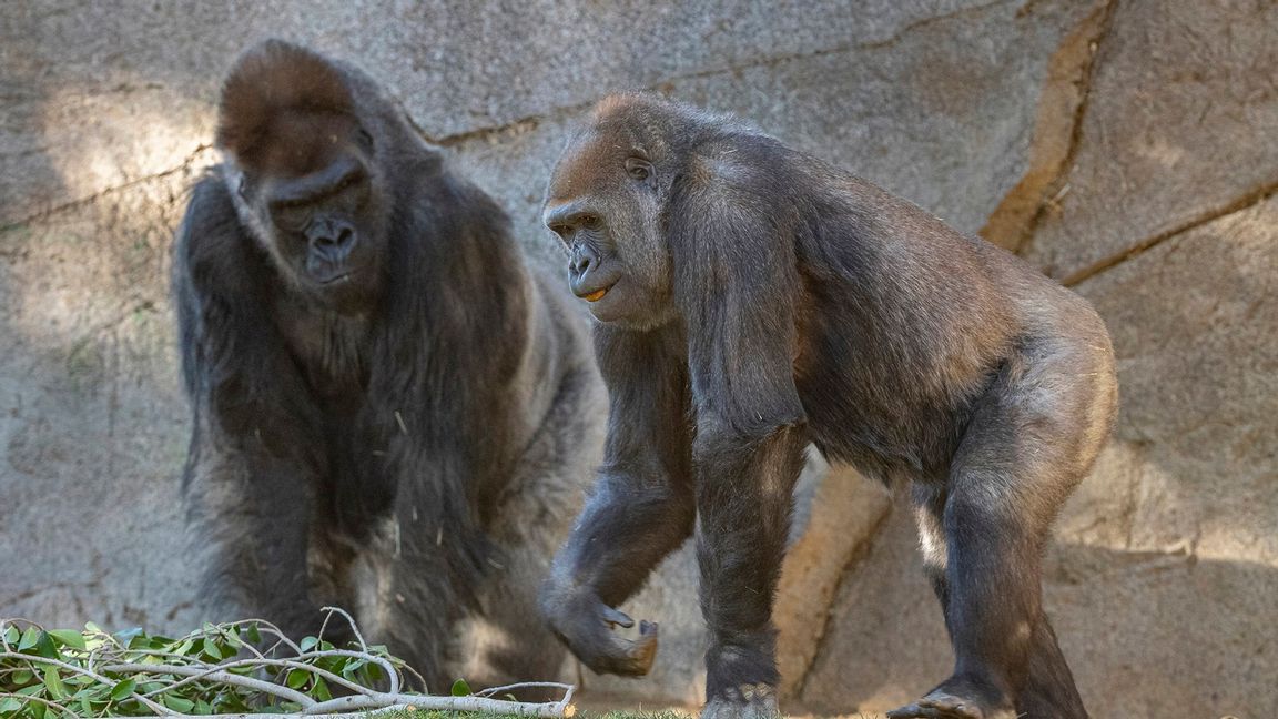 Silverryggen Winston (till vänster) blev sjuk i covid-19. Här tillsammans med Imani. Foto: Ken Bohn/San Diego Zoo/TT.