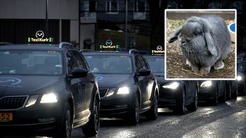 Kaninen på bilden och taxibilarna är ett fotomontage. Foto: Jan Erik Henriksson/TT och Claudio Bresciani/TT