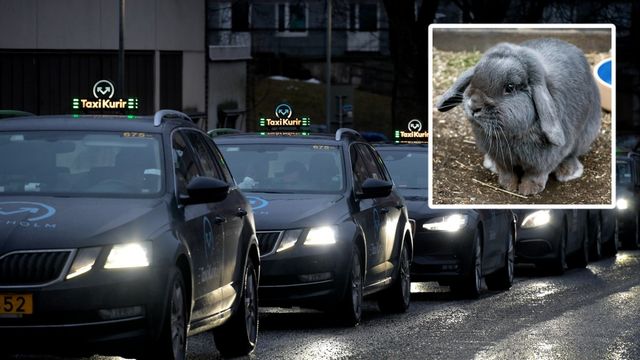 Kaninen på bilden och taxibilarna är ett fotomontage. Foto: Jan Erik Henriksson/TT och Claudio Bresciani/TT