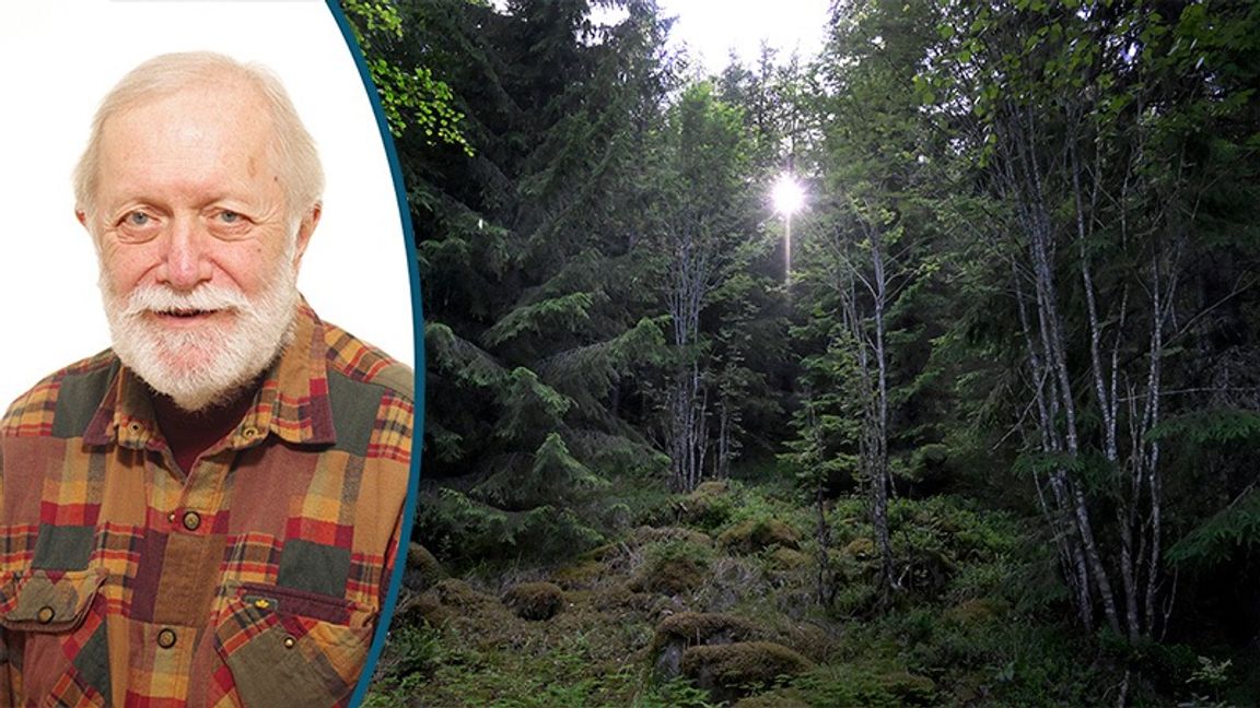 Vem äger egentligen den svenska skogen? Foto: Janerik Henriksson/TT