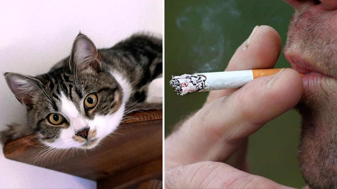 En annan katt. Genrebild. Foto: Janerik Henriksson/TT/Pixabay