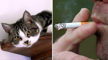 En annan katt. Genrebild. Foto: Janerik Henriksson/TT/Pixabay