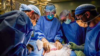 Grisnjuren transplanterades utanför människokroppen för att läkarna skulle kunna följa tillvänjningen bättre. Foto: Joe Carrotta/NYU Langone Health/handout via AP/TT