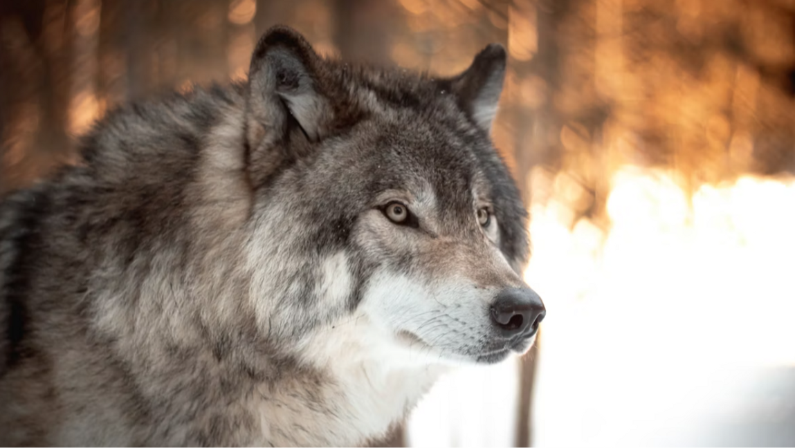 Homo lupo lupus est. Foto: Milo Weiler, Unsplash