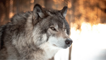 Homo lupo lupus est. Foto: Milo Weiler, Unsplash