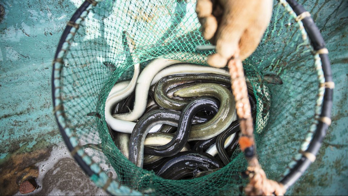 En förundersökning om brott mot fiskerilagen har inletts sedan Kustbevakningen beslagtagit 550 döda ålar. Arkivbild. Emil Langvad/TT