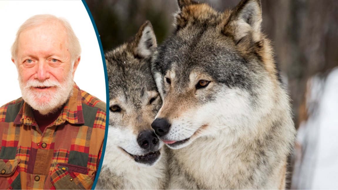 Vargarna har mäktiga allierade i den svenska byråkratin. Foto: Junge, Heiko / TT