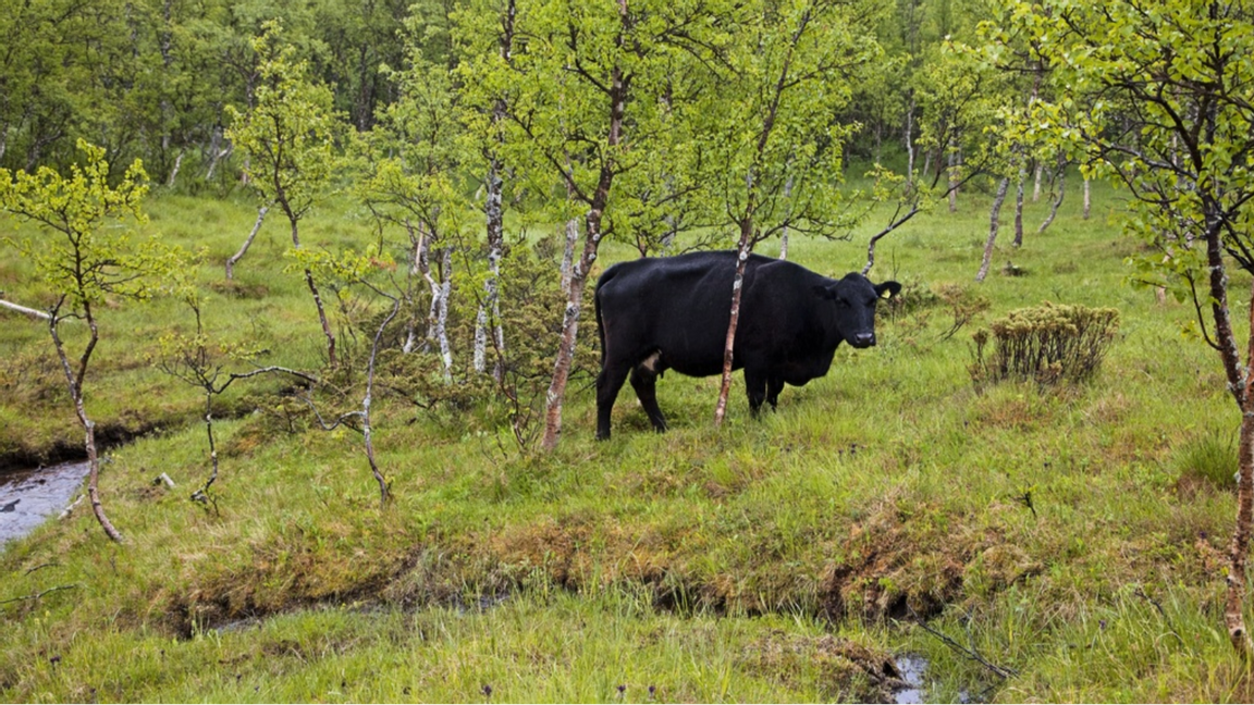 Är ditt levebröd lättstulen boskap, är det bäst att skapa rädsla för att skydda sig mot stöld. Foto: Bengt Ekman/N/TT