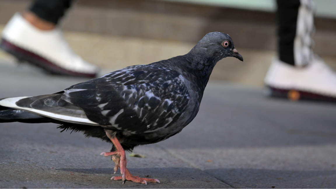 Genrebild. En kvinna döms för djurplågeri efter att ha fångat in och dödat en duva vid Gullmarsplans t-banestation i Stockholm. Foto: Janerik Henriksson/TT