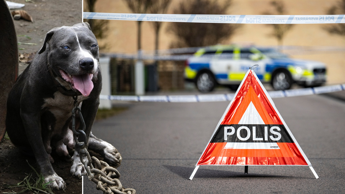 Kvinna avliden efter hundattack. (OBS: Arkivbild, Hunden på bilden var inte inblandad i attacken) Foto: Bullit Marquez/Johan Nilsson/TT