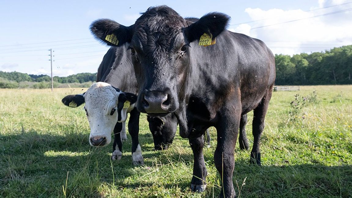 Arkivbild. Foto: Fredrik Sandberg/TT