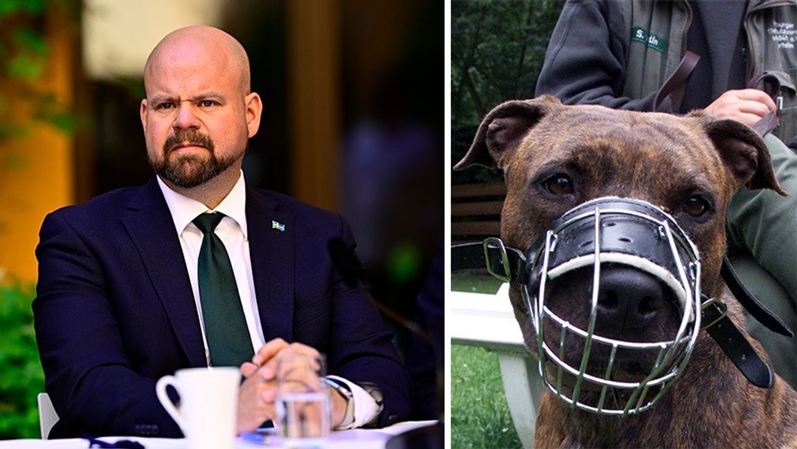 Peter Kullgren (KD) och hund med munkorg. Foto: Magnus Lejhall/Christof Stache/AP/TT