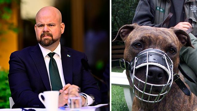 Peter Kullgren (KD) och hund med munkorg. Foto: Magnus Lejhall/Christof Stache/AP/TT