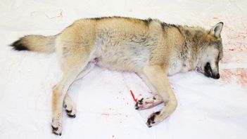 Sverige behöver fler skjutna vargar, inte färre. Foto: Pedersen, Terje/TT