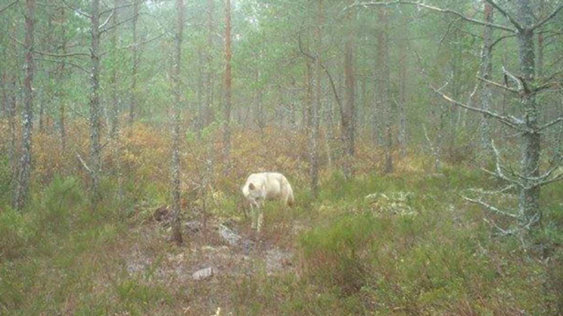 Vargen sprider sig kring flera mossar i området. Foto: Länsstyrelsen