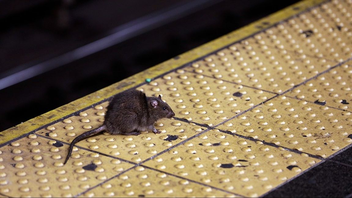 En råtta på tunnelbanan i New York. Arkivbild. Foto: Richard Drew/AP/TT